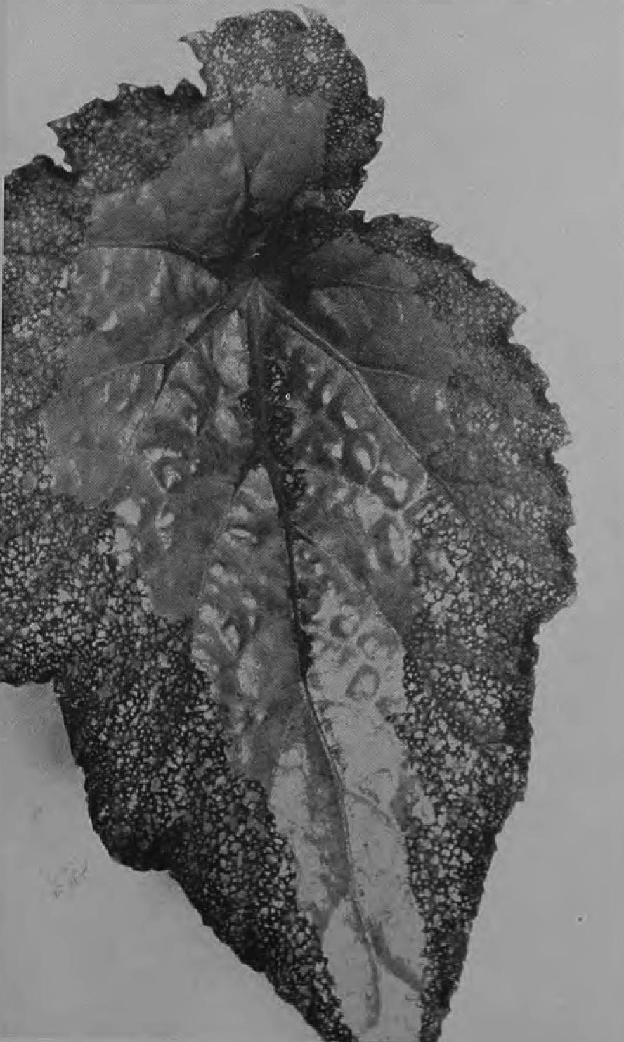 B. ‘Stardust’